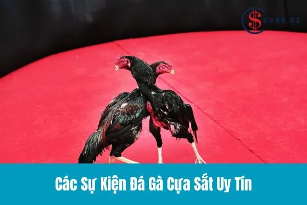 Đá Gà Cựa Sắt