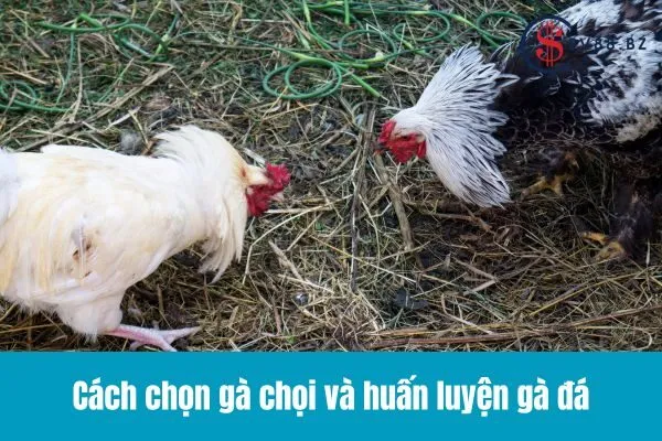 Đá Gà Cựa Sắt