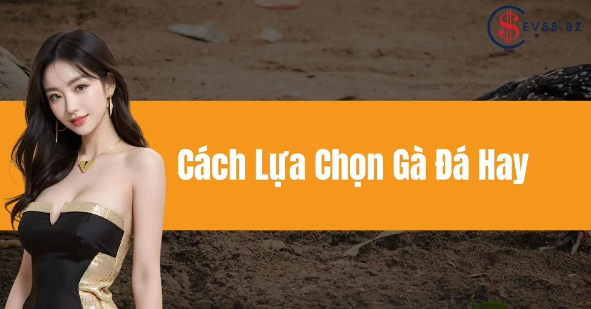 Cách Lựa Chọn Gà Đá Hay