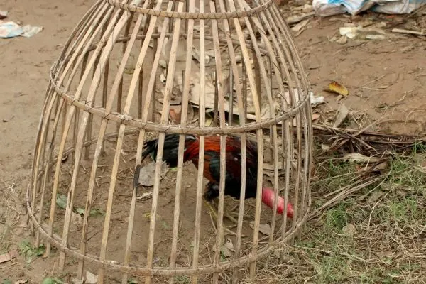 Chiến Lược Đá Gà