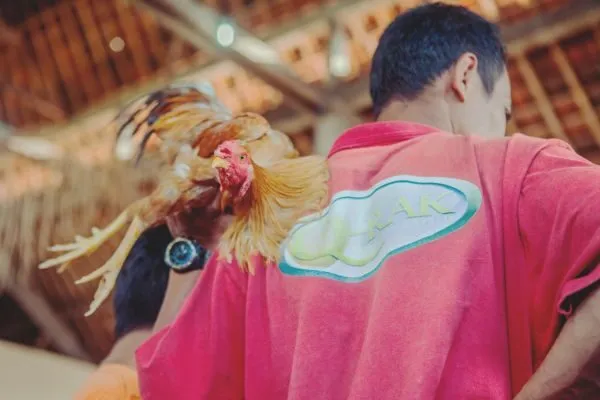 Chiến Lược Đá Gà