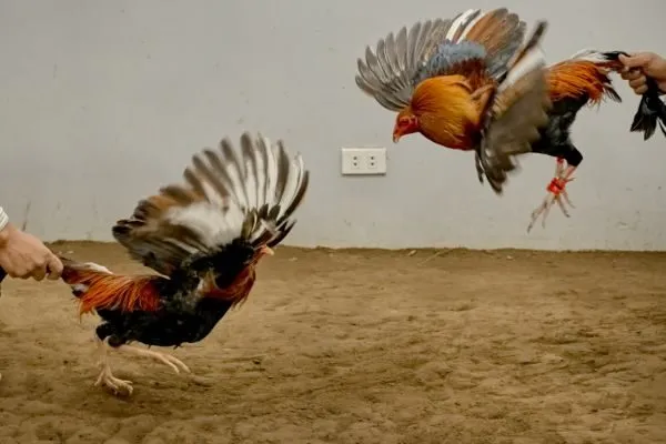 Đá Gà Cựa Sắt