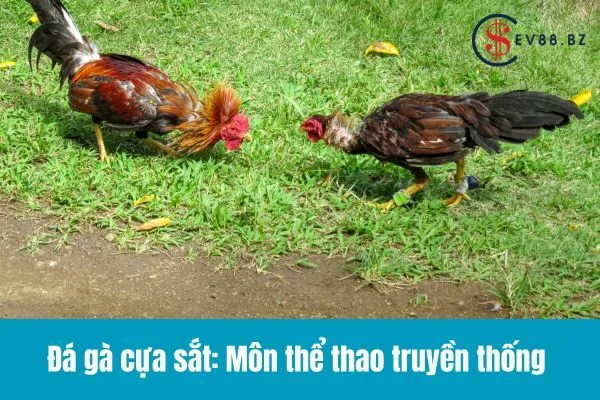 Đá Gà Cựa Sắt