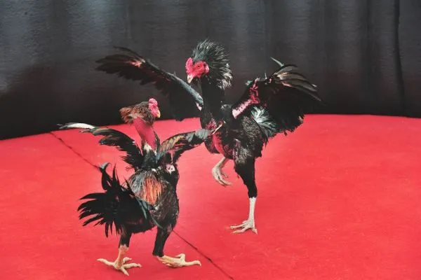 Nền Tảng Đá Gà Trực Tuyến