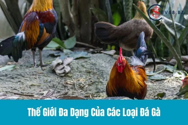 Các Loại Đá Gà