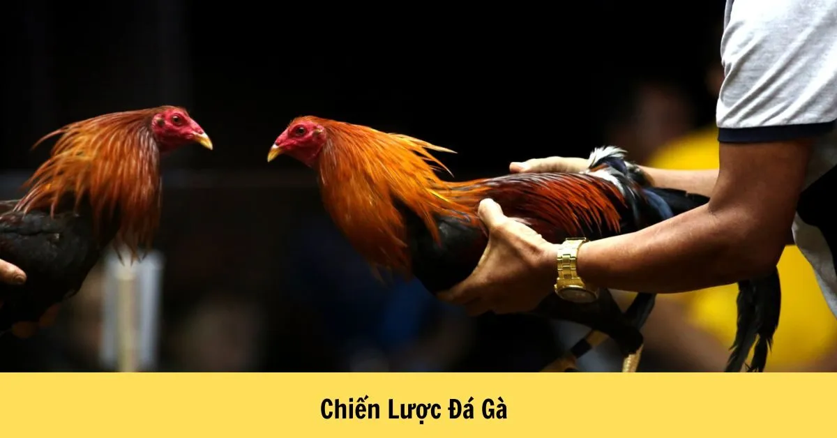 Chiến Lược Đá Gà