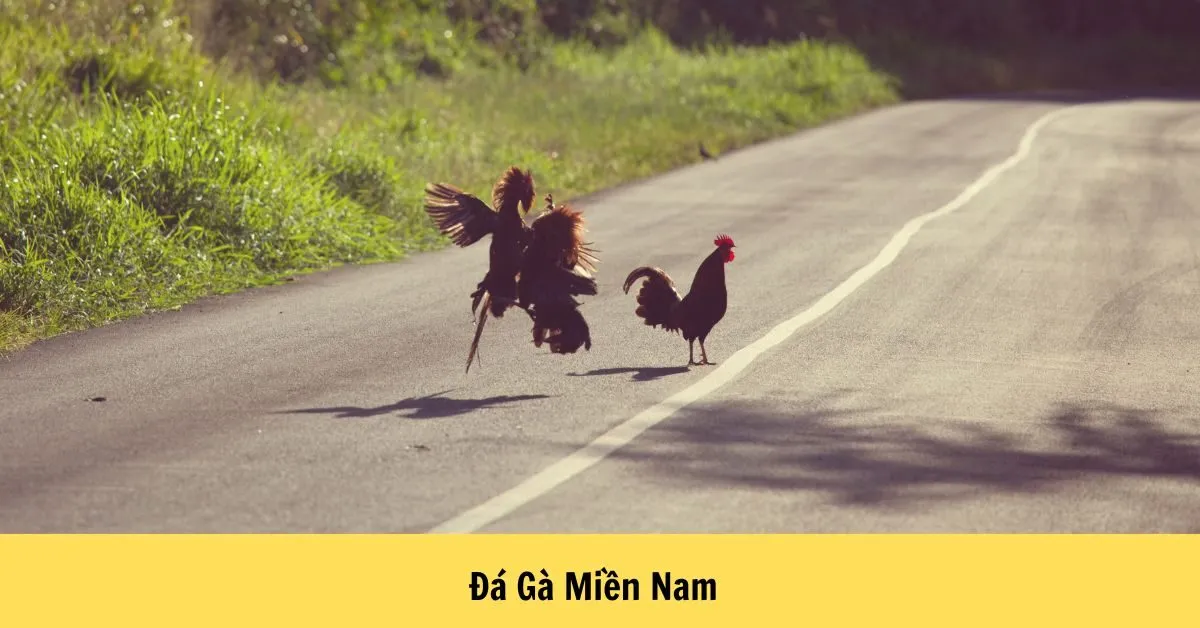 Đá Gà Miền Nam
