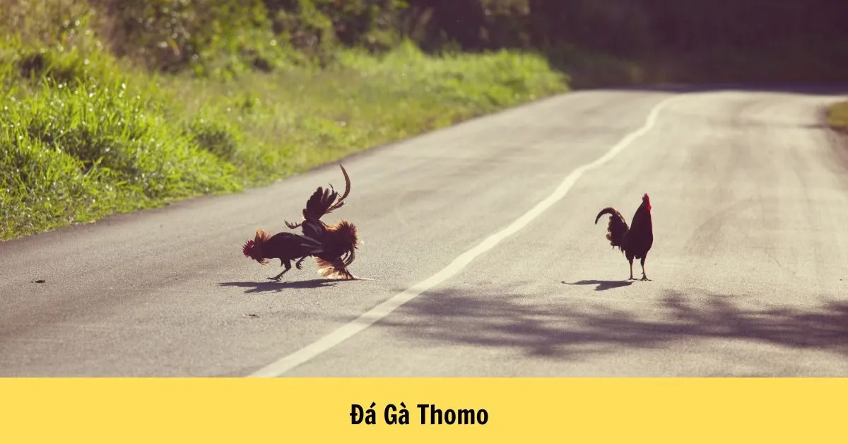 Đá Gà Thomo