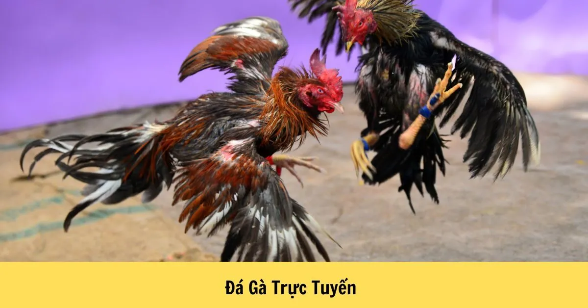Đá Gà Trực Tuyến