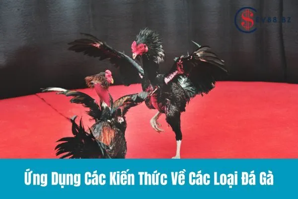 Các Loại Đá Gà